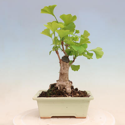 Outdoor bonsai - Ginkgo biloba - Ginkgo biloba - 3