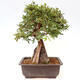 Outdoor bonsai - Zelkova - Zelkova NIRE - 3/6
