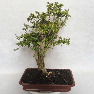 Bonsai do wnętrz - Cudrania equisetifolia - 3