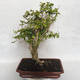 Bonsai do wnętrz - Cudrania equisetifolia - 3/5