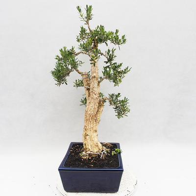 Kryty bonsai - Buxus harlandii - Bukszpan korkowy - 3
