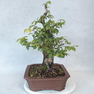 Outdoor bonsai-Ulmus Glabra-Solid Clay - 3