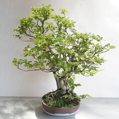 Outdoor bonsai - Fagus sylvatica - buk europejski - 3