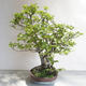 Outdoor bonsai - Fagus sylvatica - buk europejski - 3/5