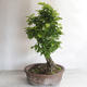Outdoor bonsai - Grab - Carpinus betulus - 3/5