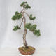 Outdoor bonsai - Pinus Sylvestris - sosna zwyczajna - 3/5