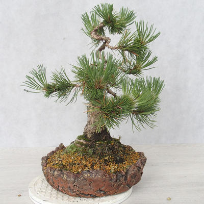 Outdoor bonsai - Pinus Mugo - Sosna klęcząca - 3