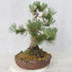 Outdoor bonsai - Pinus Mugo - Sosna klęcząca - 3/5