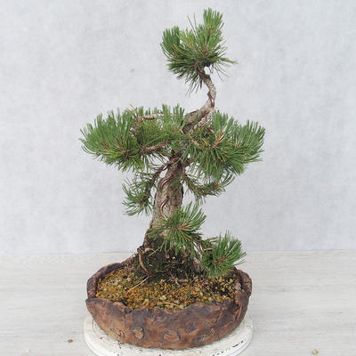 Outdoor bonsai - Pinus Mugo - Sosna klęcząca - 3