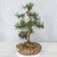 Outdoor bonsai - Pinus Mugo - Sosna klęcząca - 3/4