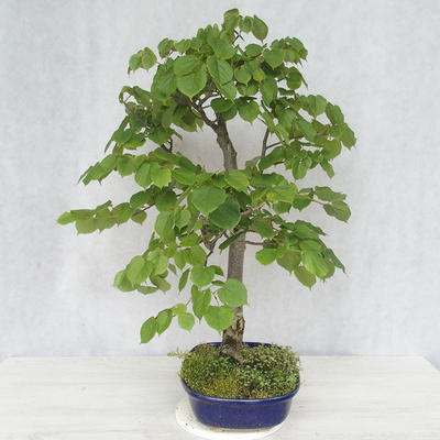 Outdoor bonsai - Lipa - Tilia cordata - 3