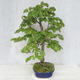 Outdoor bonsai - Lipa - Tilia cordata - 3/5