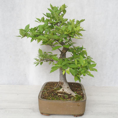 Outdoor bonsai-Ulmus Glabra-Solid glina - 3