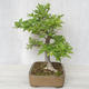 Outdoor bonsai-Ulmus Glabra-Solid glina - 3/4