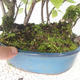 Outdoor bonsai - czeremcha - Prunus padus - 3/3