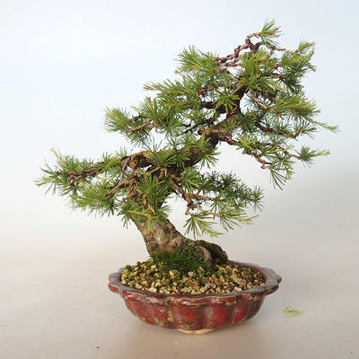Outdoor bonsai - Larix decidua - Modrzew - 3