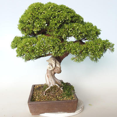 Outdoor bonsai - Juniperus chinensis Itoigava-chiński jałowiec - 3