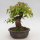 Outdoor bonsai - Buergerianum Maple - Burger Maple - 3/6