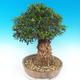 Kryte bonsai - Olea europaea sylvestris -Oliva european tiny - 3/7