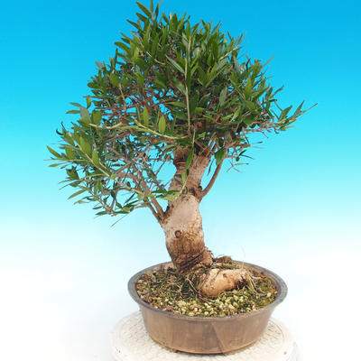 Kryte bonsai - Olea europaea sylvestris -Oliva european tiny - 3