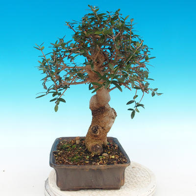 Kryte bonsai - Olea europaea sylvestris -Oliva european tiny - 3