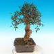 Kryte bonsai - Olea europaea sylvestris -Oliva european tiny - 3/5