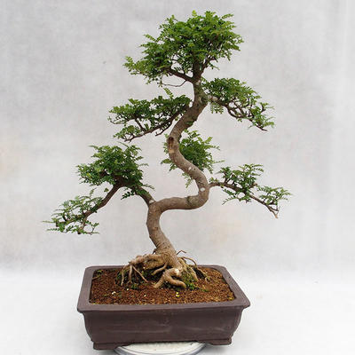 Kryty bonsai - Zantoxylum piperitum - Drzewo papryki PB2191202 - 3
