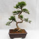 Kryty bonsai - Zantoxylum piperitum - Drzewo papryki PB2191202 - 3/5