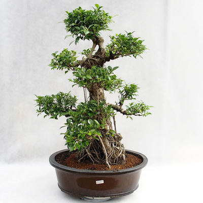 Kryty bonsai - kimono Ficus - figowiec mały liść PB2191217 - 3