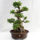 Kryty bonsai - kimono Ficus - figowiec mały liść PB2191217 - 3/6