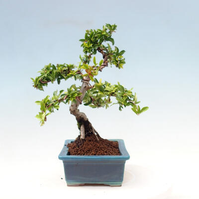 Outdoor bonsai-Pyracanta Teton-Hawthorn - 3