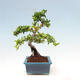 Outdoor bonsai-Pyracanta Teton-Hawthorn - 3/5