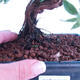 Outdoor bonsai krzew -Mochna - Potentilla fruticosa - 3/3