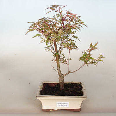 Outdoor bonsai - Acer palmatum Butterfly - 3