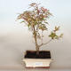 Outdoor bonsai - Acer palmatum Butterfly - 3/3