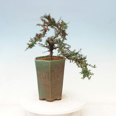 Outdoor bonsai-irga microcarpa var.thymifolius-Skalník - 3