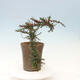 Outdoor bonsai-irga microcarpa var.thymifolius-Skalník - 3/5