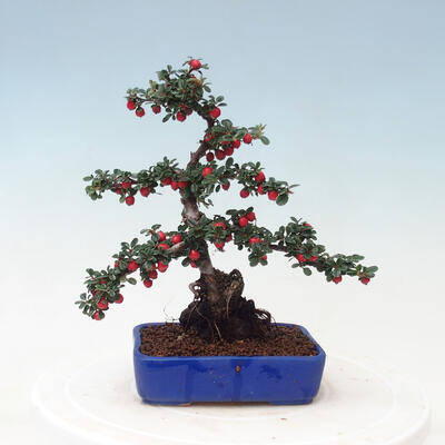 Bonsai na zewnątrz - Cotoneaster horizontalis - Drzewo skalne - 3