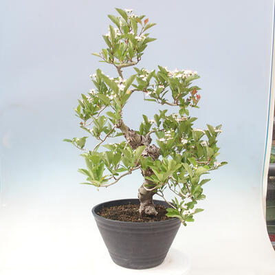 Outdoor bonsai - głóg - Crataegus cuneata - 3