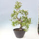 Outdoor bonsai - głóg - Crataegus cuneata - 3/6