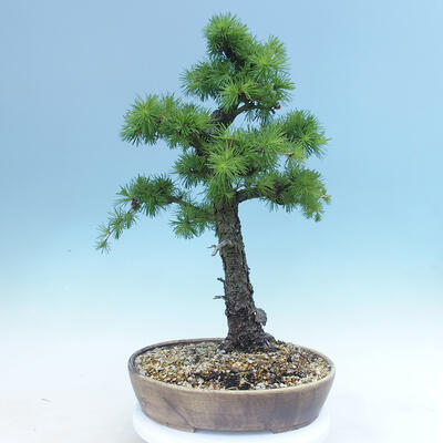 Outdoor bonsai -Larix decidua - modrzew - 3