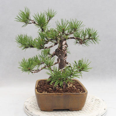 Outdoor bonsai - Pinus sylvestris - Sosna zwyczajna - 3