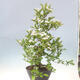Outdoor bonsai - głóg - Crataegus cuneata - 3/6