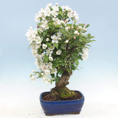 Outdoor bonsai - Malus halliana - Jabłoń drobnoowocowa - 3