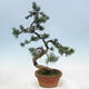 Outdoor bonsai - Pinus parviflora - Mała sosna - 3/4