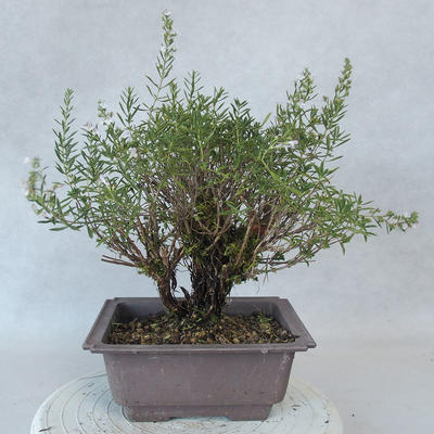 Outdoor bonsai - góra Satureja - Satureja montana - 3