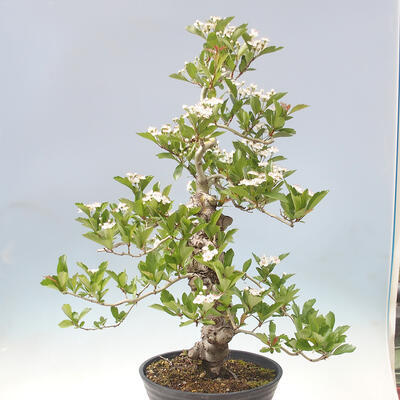 Outdoor bonsai - głóg - Crataegus cuneata - 3