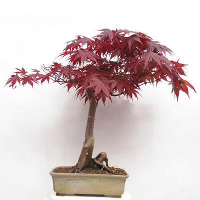 Bonsai zewnętrzne - Acer palmatum Atropurpureum - Klon palmowy czerwony - 3