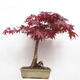 Bonsai zewnętrzne - Acer palmatum Atropurpureum - Klon palmowy czerwony - 3/7