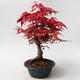 Outdoor bonsai - Klon palmatum DESHOJO - Klon japoński - 3/5